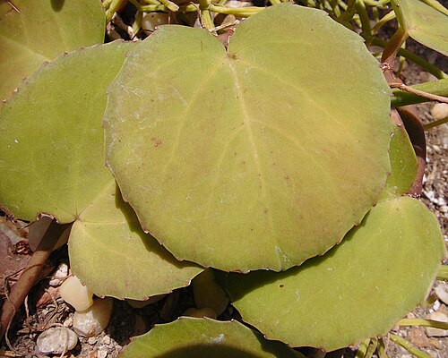 Venezuelan treebine: Cissus rotundifolia, Allan Gardens Please respect author's moral rights by not changing this description or the image title.