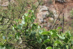 Cissus tiliacea (Cissus tiliacea)