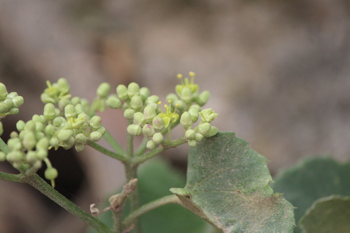 Cissus tiliacea (Cissus tiliacea)