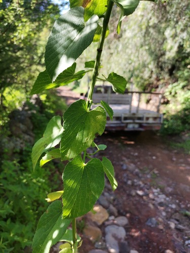 Cissus tiliacea (Cissus tiliacea)