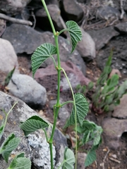Cissus tiliacea (Cissus tiliacea)