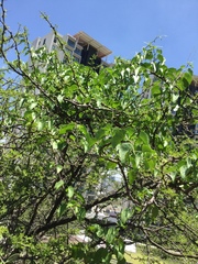 Cissus tiliacea (Cissus tiliacea)