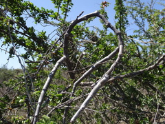 Cissus tiliacea (Cissus tiliacea)