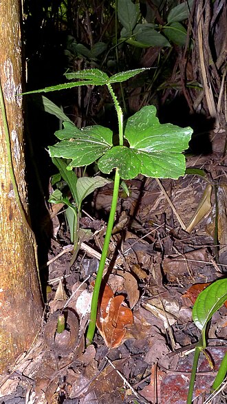 Cissus trigona: Cissus trigona Schult. & Schult.f.