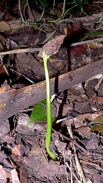 Cissus trigona: Cissus trigona Schult. & Schult.f.