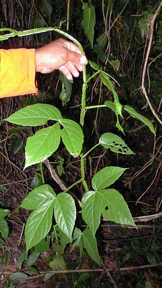 Cissus trigona: Cissus trigona Schult. & Schult.f.