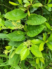 Seasonvine (Cissus verticillata)