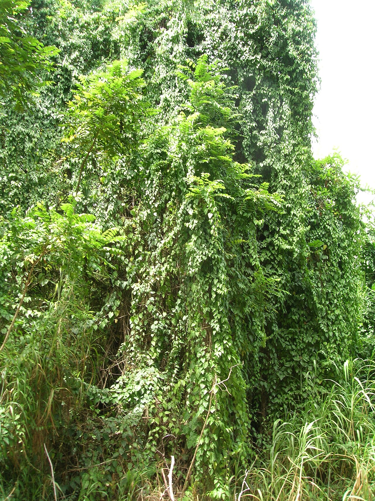 Seasonvine: Cissus verticillata (habit). Location: Oahu, Waimanalo