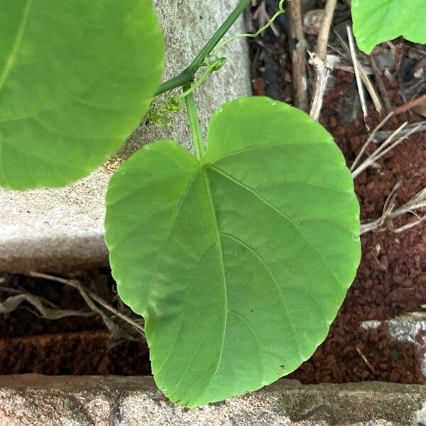 Seasonvine (Cissus verticillata)