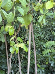 Seasonvine (Cissus verticillata)
