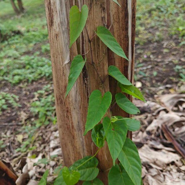 Seasonvine (Cissus verticillata)