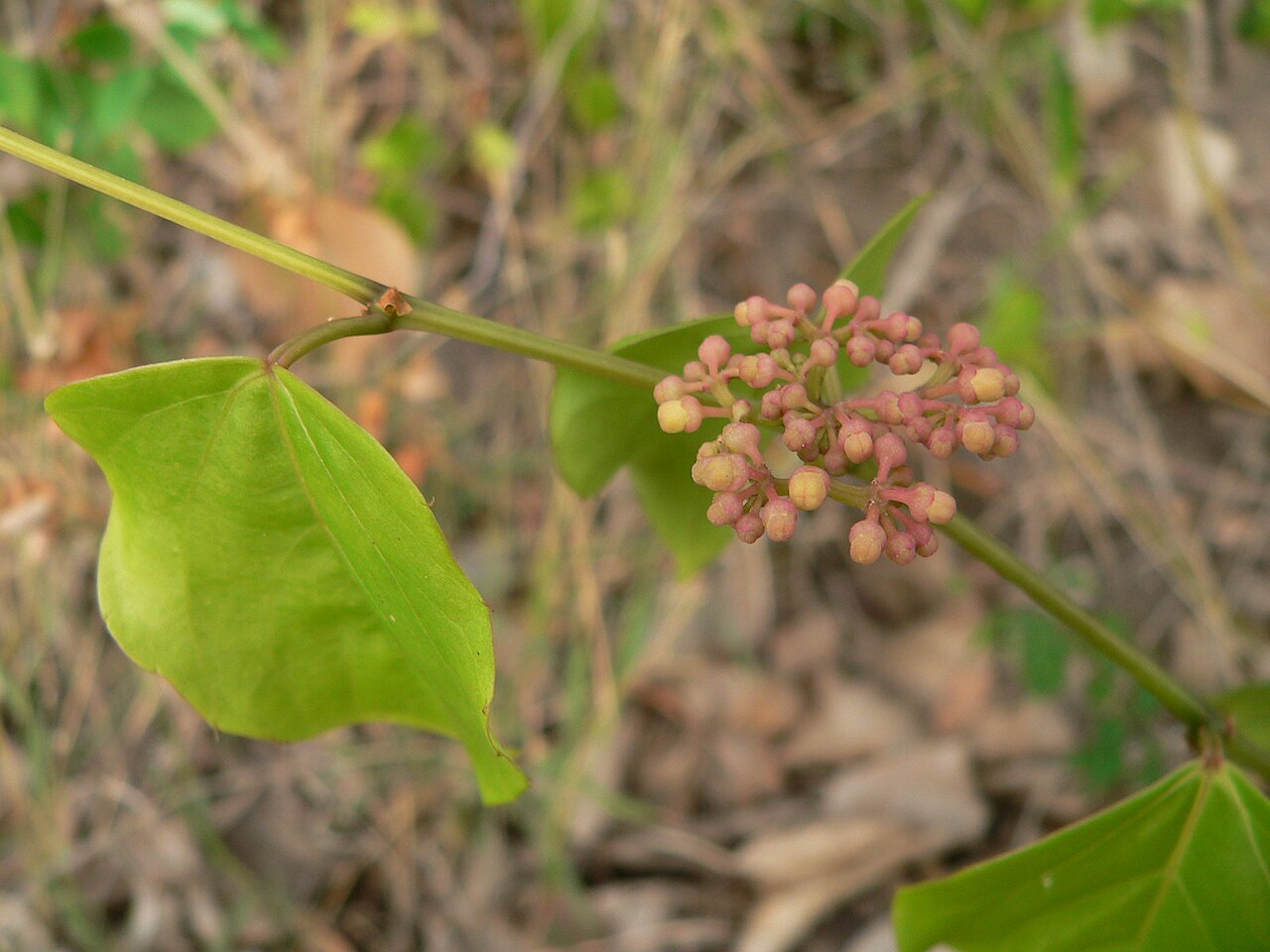 Seasonvine: Cissus verticillata, Guadeloupe