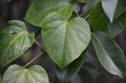 Seasonvine (Cissus verticillata)