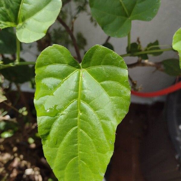 Seasonvine (Cissus verticillata)
