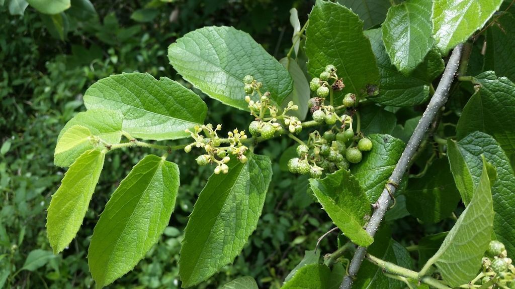 Seasonvine (Cissus verticillata)