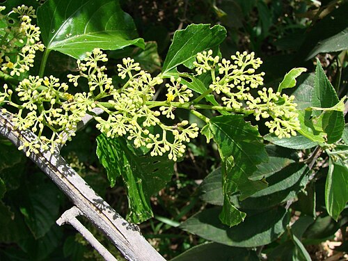 Seasonvine: Cissus verticillata - VITACEAE Parque Olhos D'Água - Brasília - Distrito Federal - Brasil.