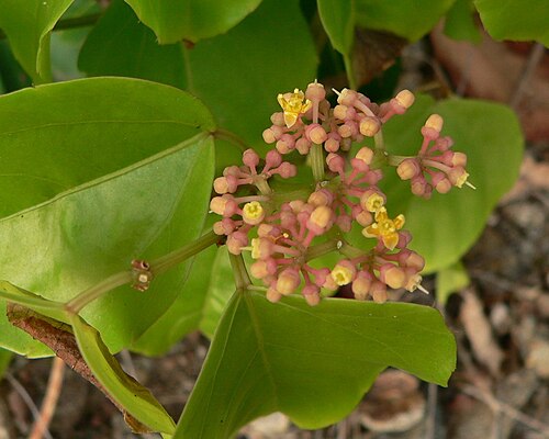 Seasonvine: Cissus_verticillata, Guadeloupe