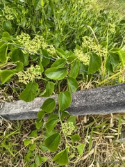 Seasonvine (Cissus verticillata)