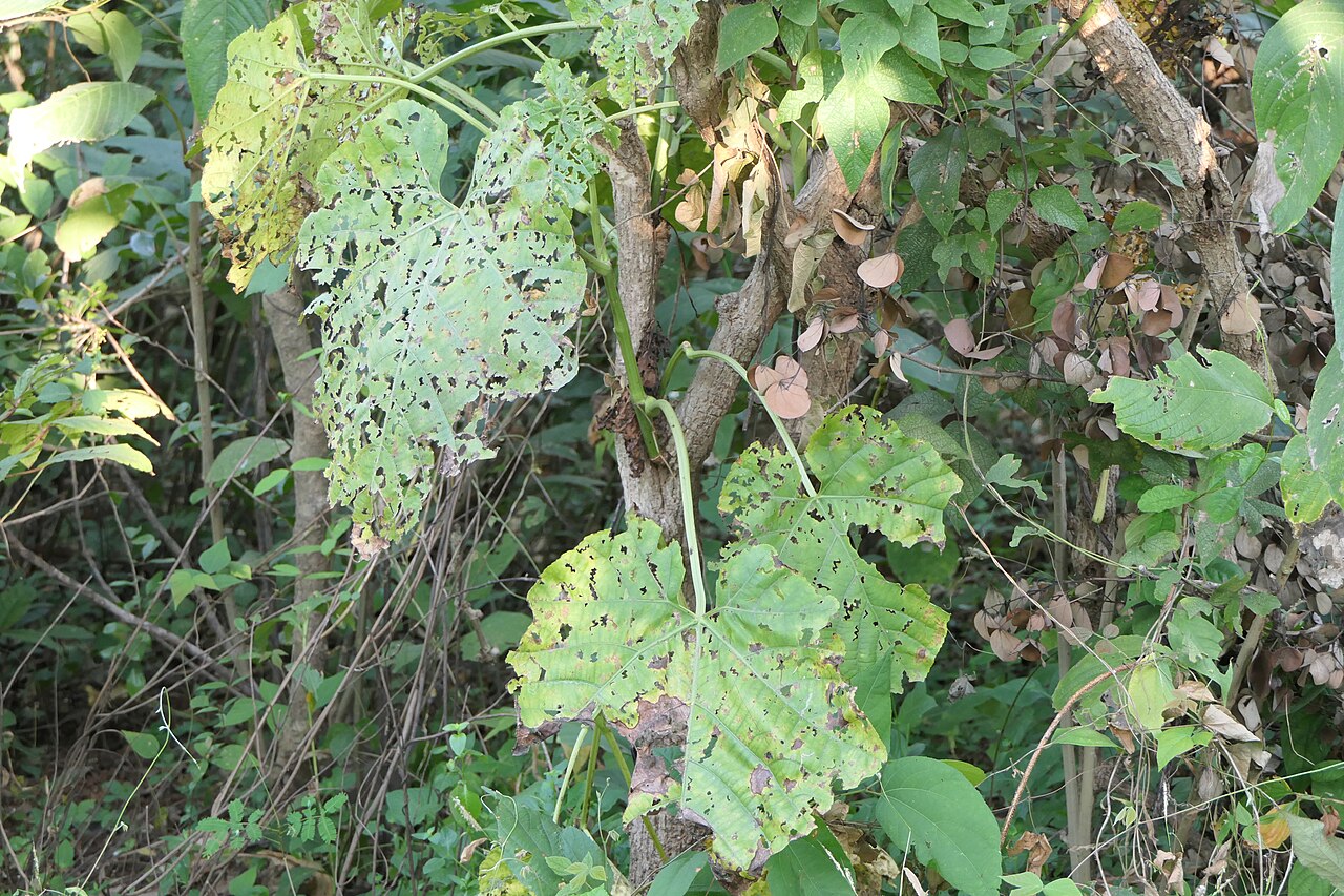 Cissus woodrowii: Cissus woodrowii (Stapf ex Cooke) Santapau