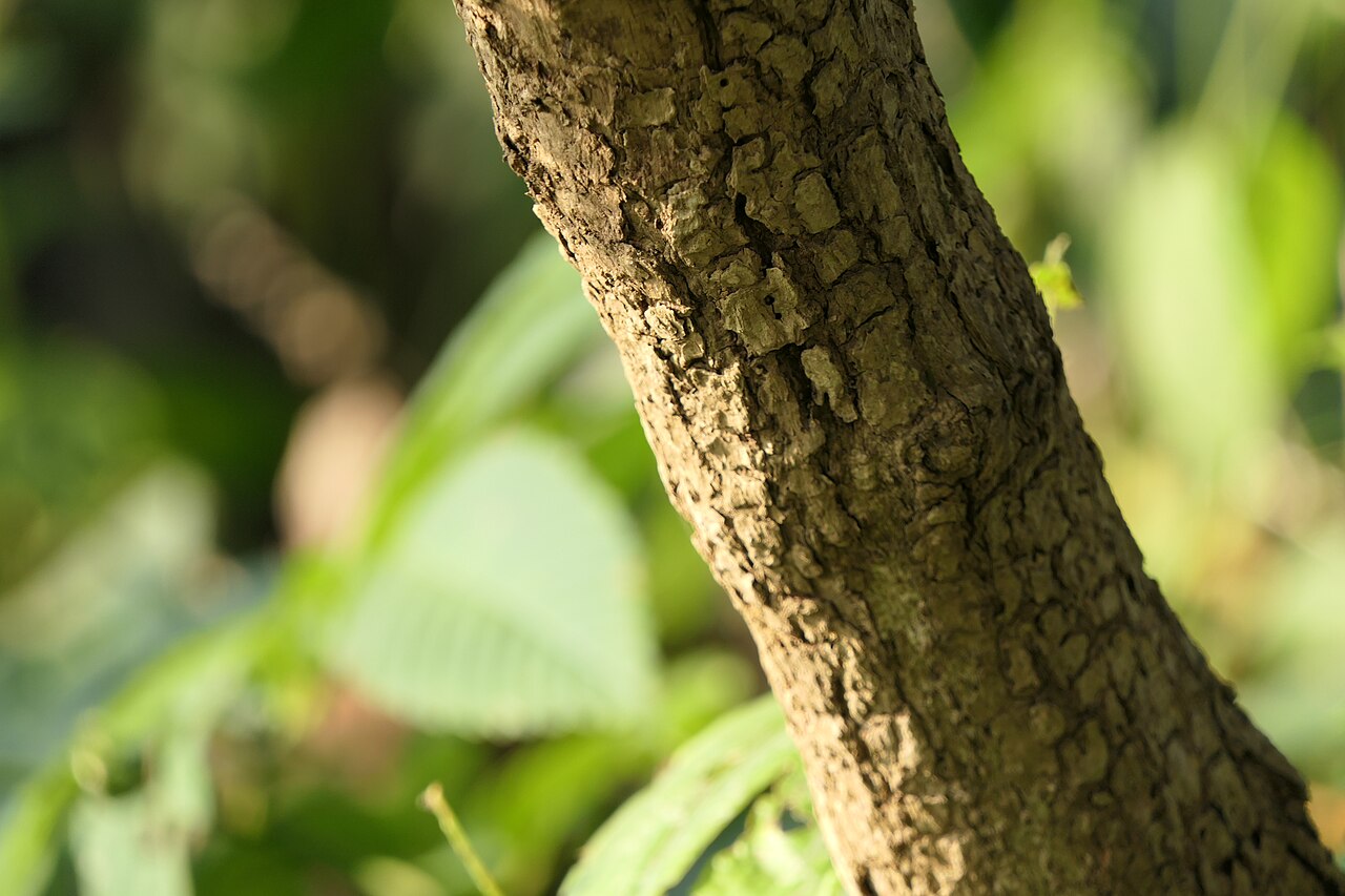Cissus woodrowii: Cissus woodrowii (Stapf ex Cooke) Santapau