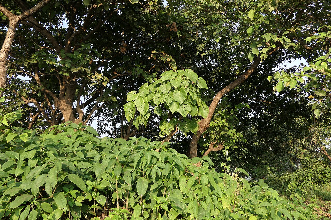 Cissus woodrowii: Cissus woodrowii (Stapf ex Cooke) Santapau