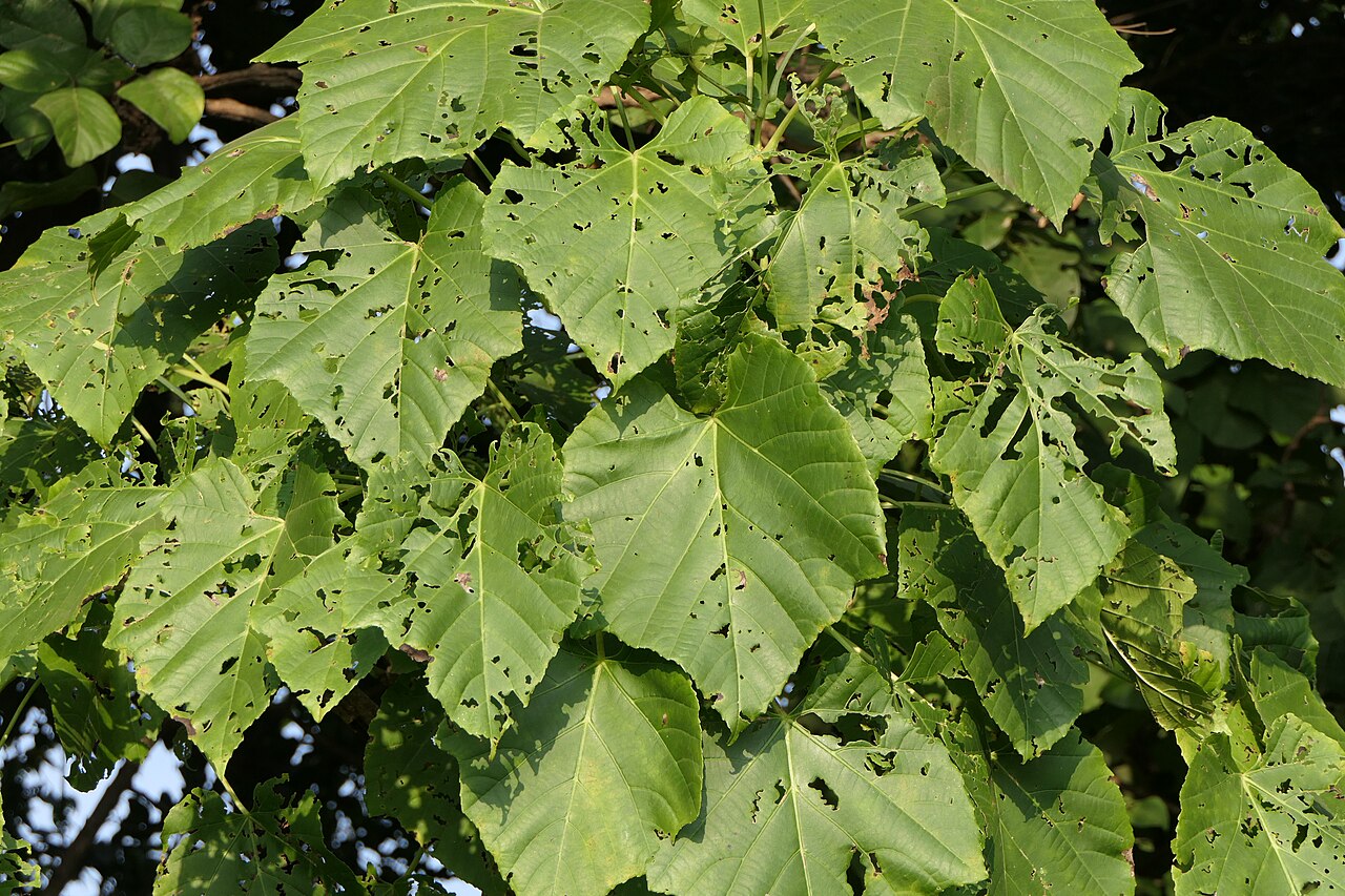 Cissus woodrowii: Cissus woodrowii (Stapf ex Cooke) Santapau