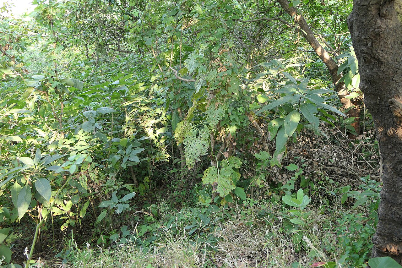 Cissus woodrowii: Cissus woodrowii (Stapf ex Cooke) Santapau
