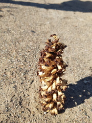 Cistanche deserticola (Cistanche deserticola)