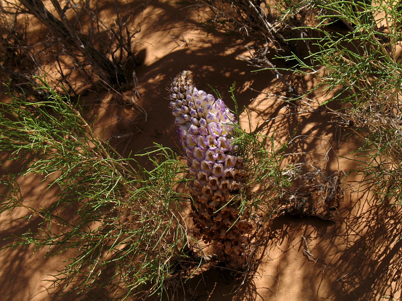Cistanche deserticola: A rare Cistanche deserticola parasite on the root of the Saxaul (Halóxylon), Gobi