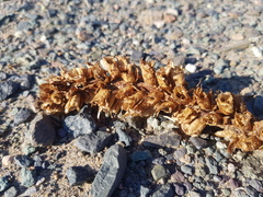 Cistanche deserticola (Cistanche deserticola)