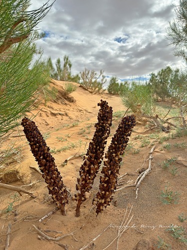 Cistanche deserticola (Cistanche deserticola)