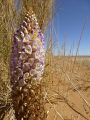 Cistanche deserticola (Cistanche deserticola)