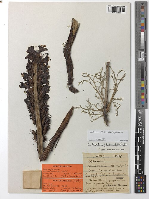 Cistanche flava: Cistanche flava — Herbarium specimen from Shahraban, Iraq. Habitat: Occasional on low sand dunes, parasite on Ephedra (enclosed). Host abundant on tops of dunes