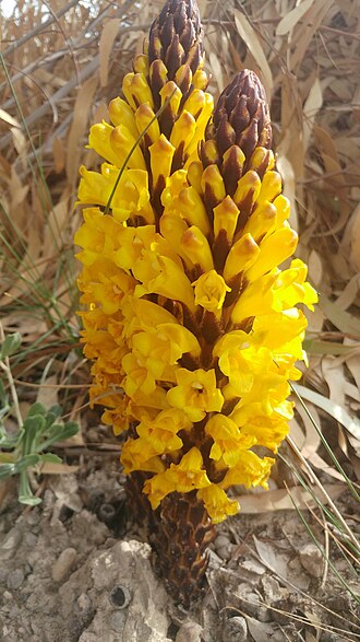 Cistanche lutea: Cistanche lutea