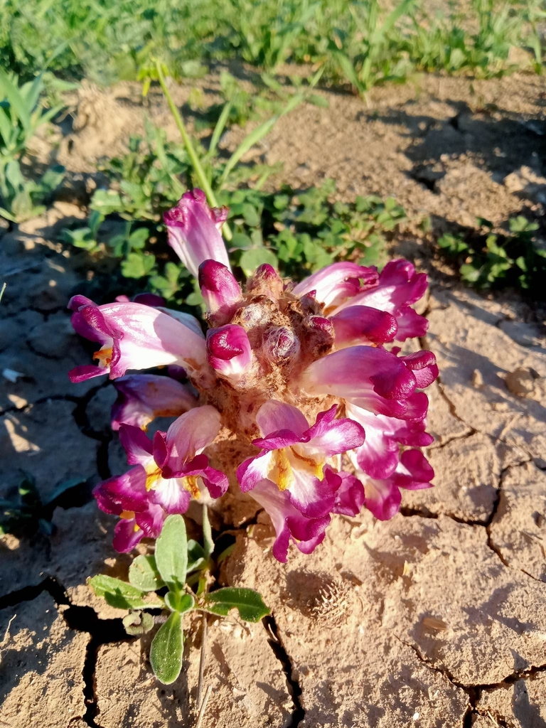 Cistanche mauritanica (Cistanche mauritanica)