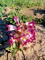 Cistanche mauritanica (Cistanche mauritanica)