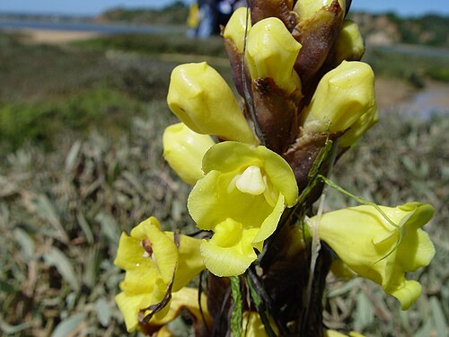 Yellow broomrape: Name Cistanche phelypaea Familiy Orobanchaceae