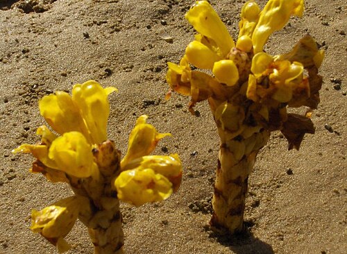Yellow broomrape: Cistanche Phelipea , uma planta parasita que empresta um belo amarelo forte ao verde mortiço dos sapais
