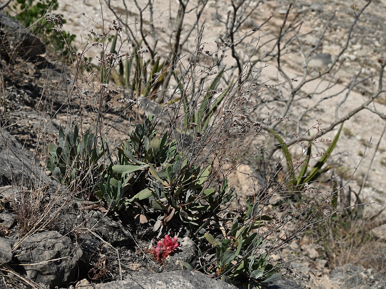 Cistanche rosea: Cistanche rosea E from Maghsail, Dhofar, Oman