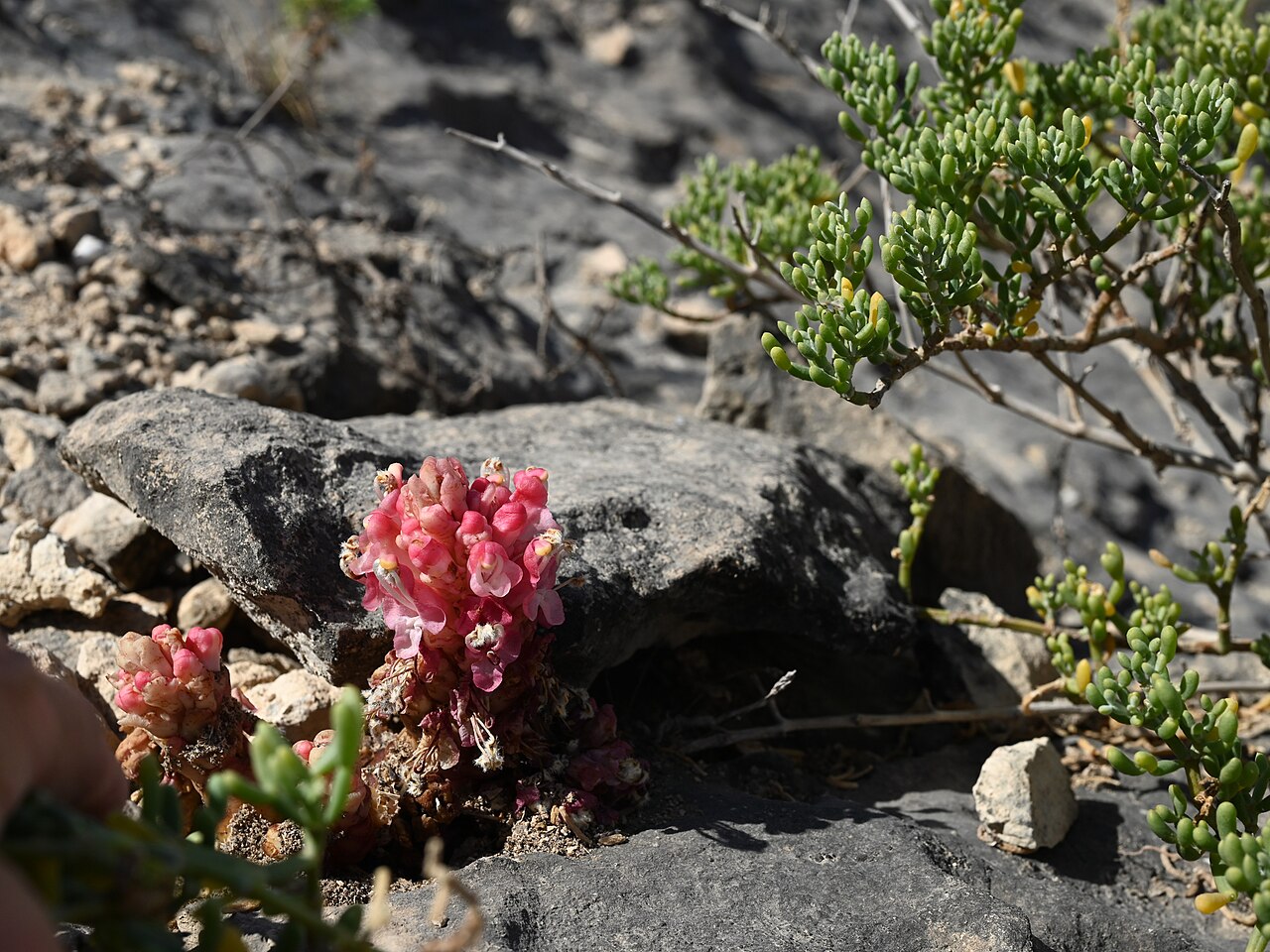 Cistanche rosea: Cistanche rosea E from Maghsail, Dhofar, Oman