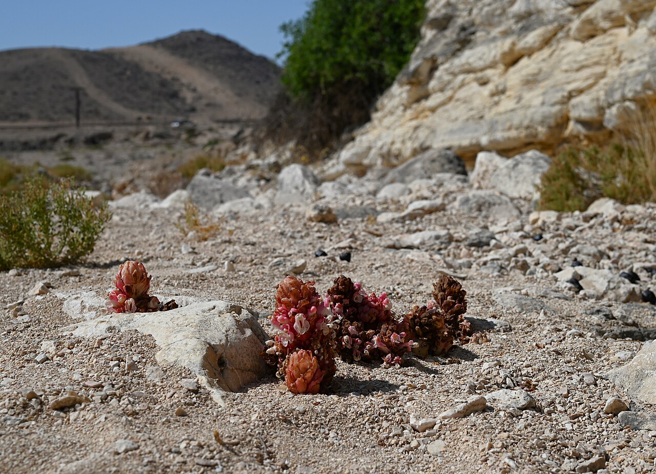 Cistanche rosea: Cistanche rosea E from Maghsail, Dhofar, Oman