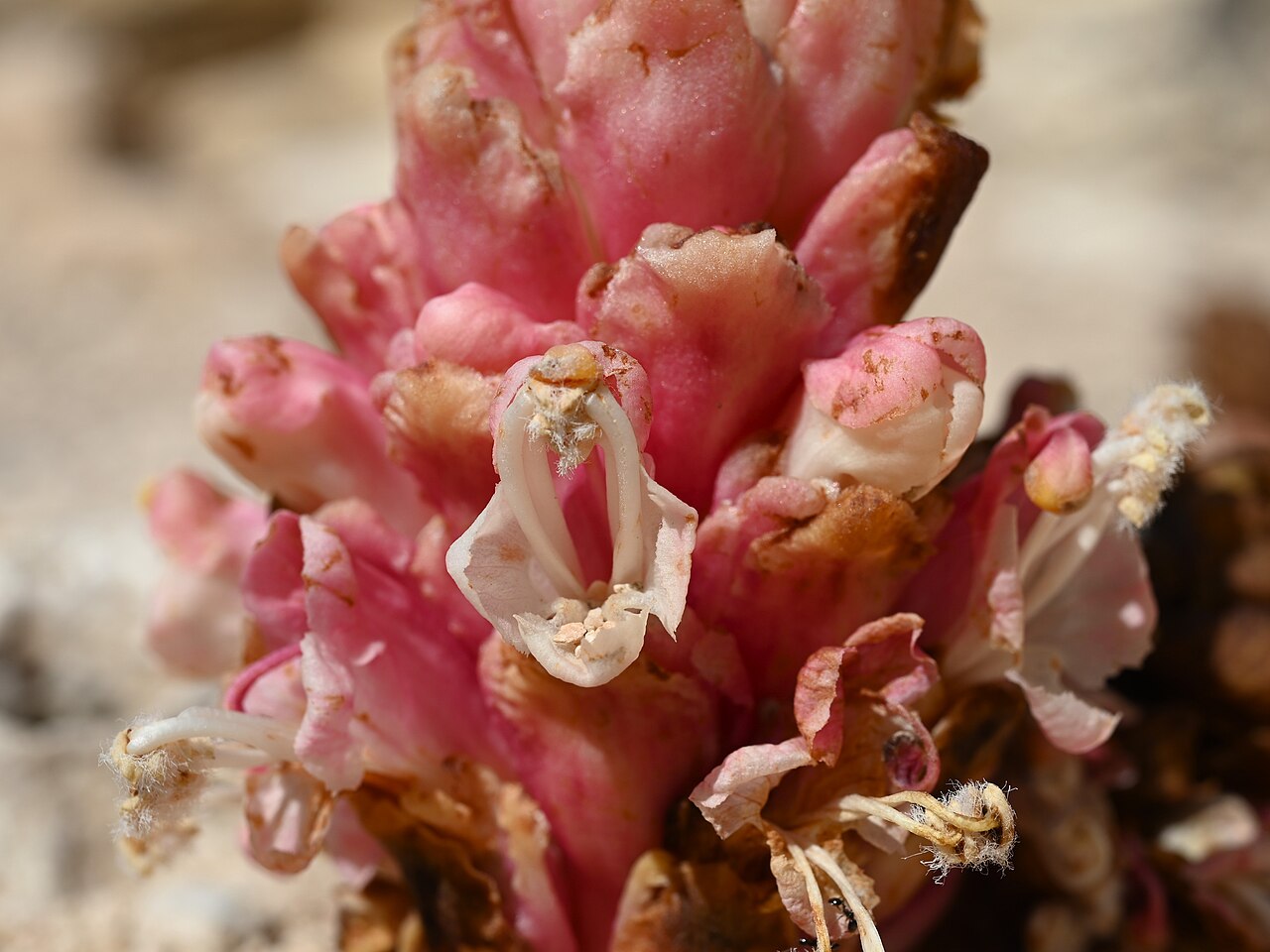 Cistanche rosea: Cistanche rosea E from Maghsail, Dhofar, Oman