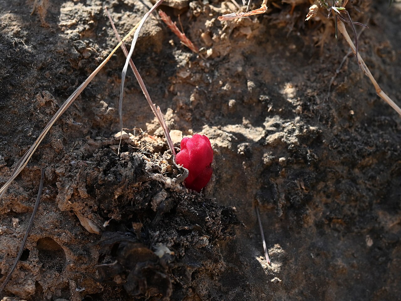 Cistanche rosea: Cistanche rosea E from Maghsail, Dhofar, Oman
