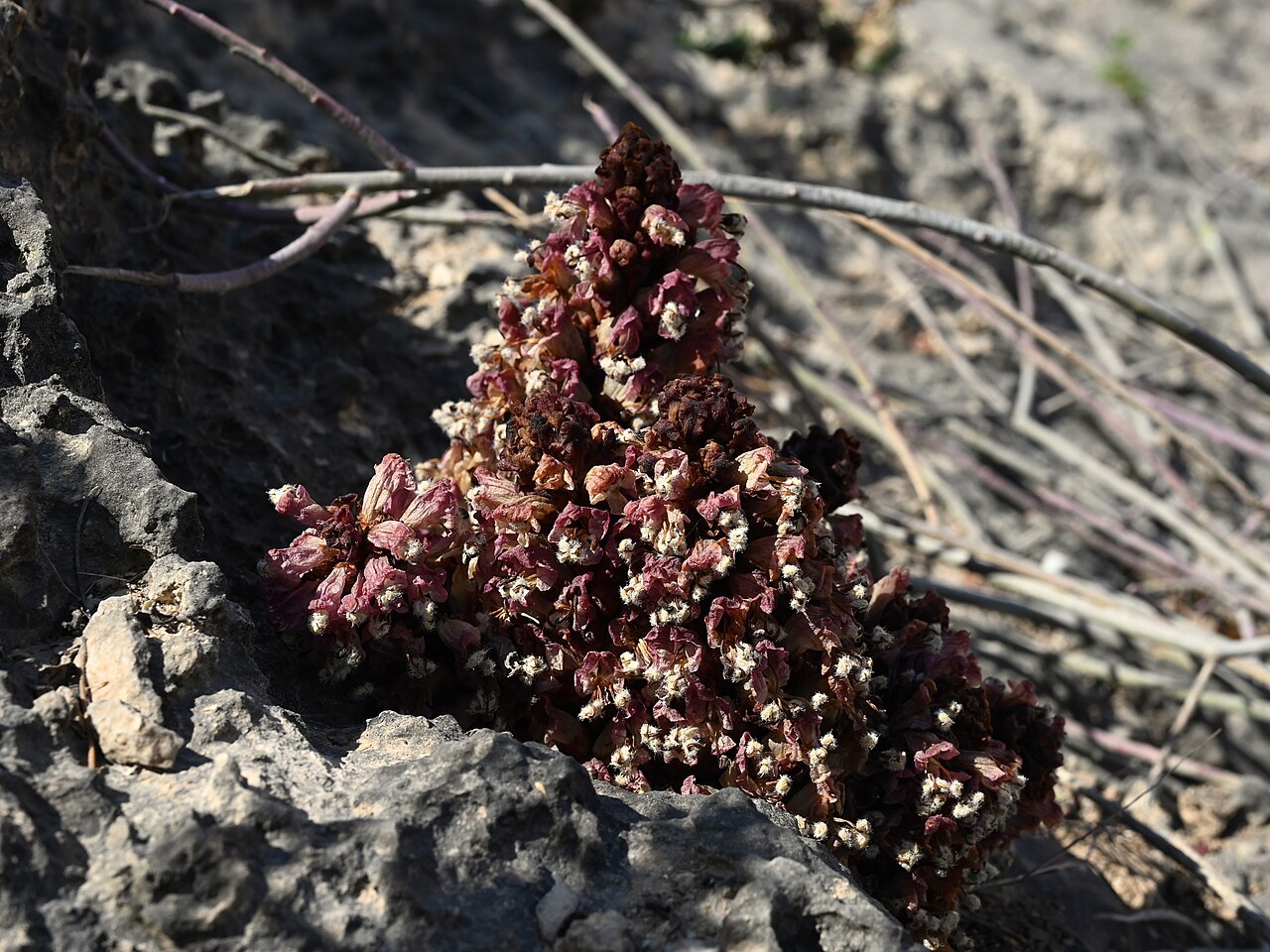 Cistanche rosea: Cistanche rosea E from Maghsail, Dhofar, Oman