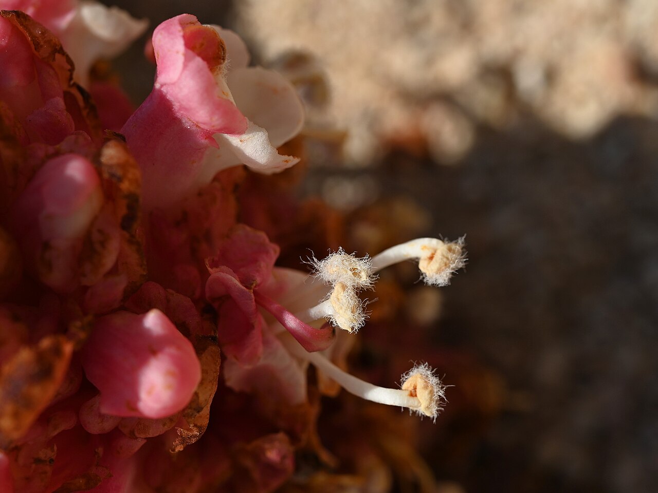 Cistanche rosea: Cistanche rosea E from Maghsail, Dhofar, Oman