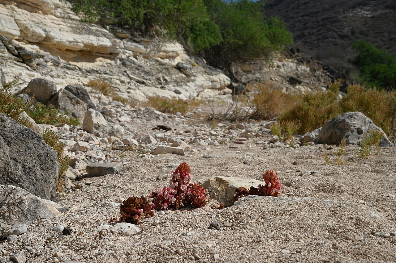 Cistanche rosea: Cistanche rosea E from Maghsail, Dhofar, Oman