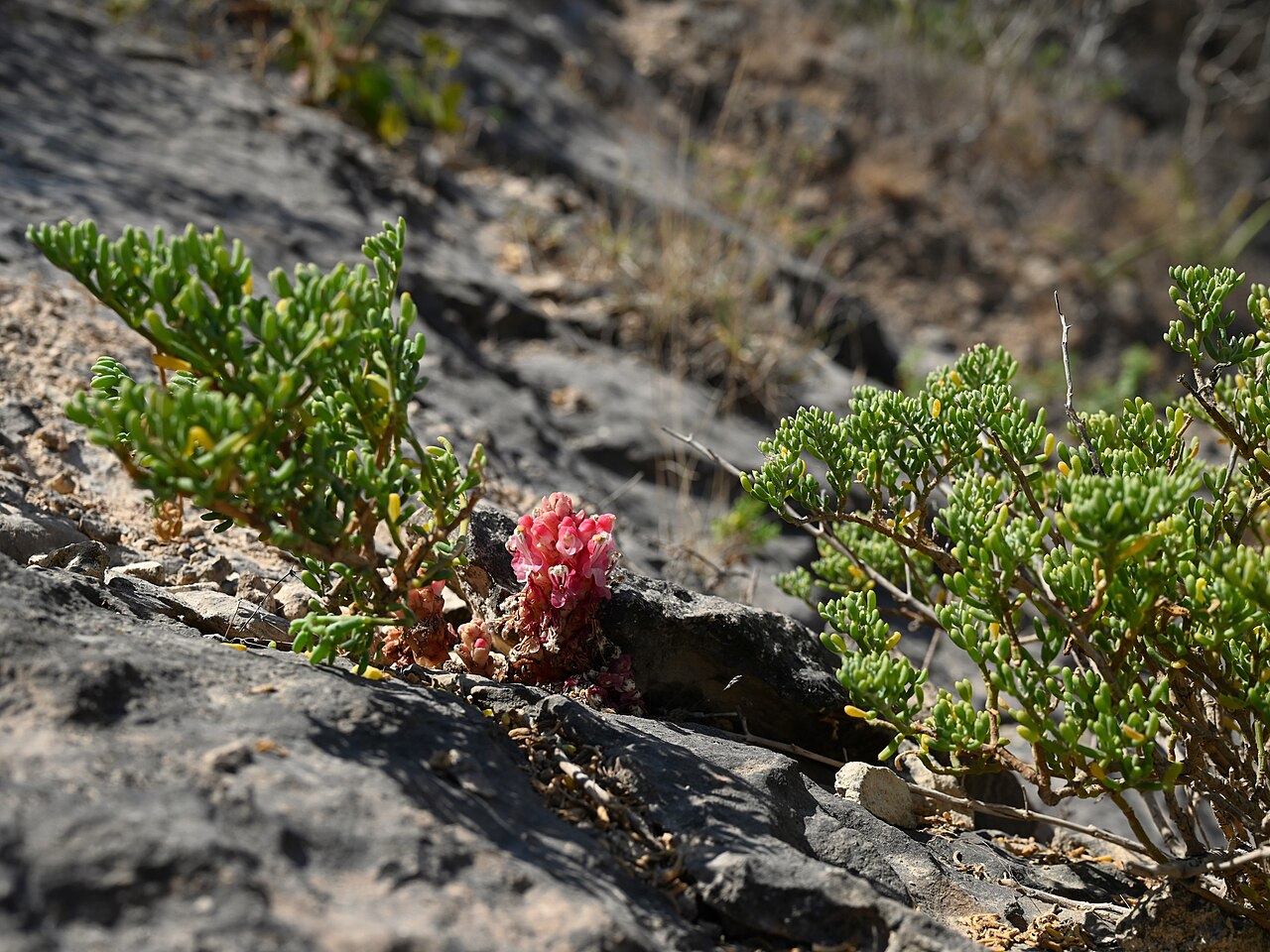 Cistanche rosea: Cistanche rosea E from Maghsail, Dhofar, Oman