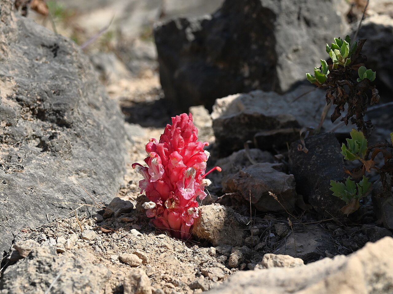 Cistanche rosea: Cistanche rosea E from Maghsail, Dhofar, Oman