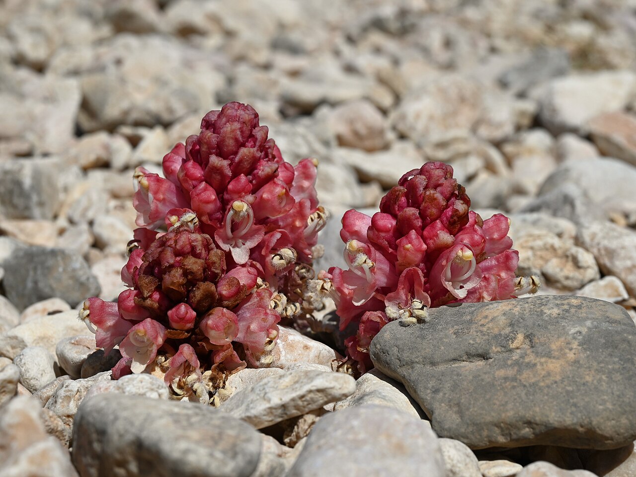 Cistanche rosea: Cistanche rosea E from Maghsail, Dhofar, Oman