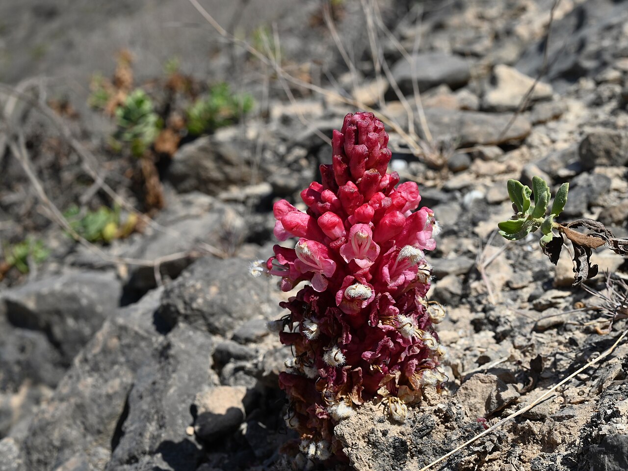 Cistanche rosea: Cistanche rosea E from Maghsail, Dhofar, Oman